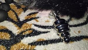 Anal double penetration with tight tail action