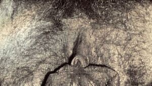 man, i gotta show ya vintage closeups!