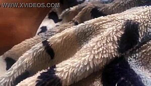 chubby girl gets fucked by two friends in hotel after unannounced entry