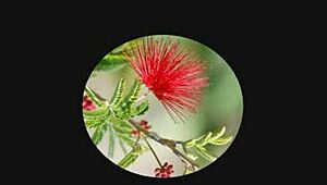 Hyderabad cam girl Sirisha fingering masturbation