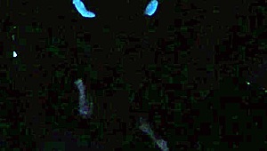 scarlett johnson experiences blacklight sex in pov