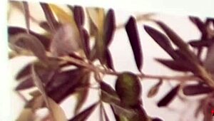 Naughty Teen Endures Hardcore Anal Fucking With Monster Cock Close-Up