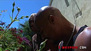 three girls in bikinis get wild with monster cocks