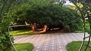 playful kitty like, um, loves mouth and ass banging