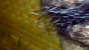 ịt em lan anh while watching pussy voyeur