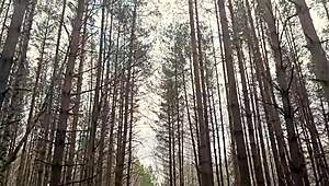 quick public anal sex on the lake with creampie