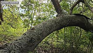 Aproveito da Minha Humildade Só Pra Mim Ajudar, Mas Que Safadeza na Floresta com Essa Morena!