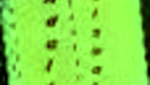 Petualangan Mesum Seru Summertime Saga!