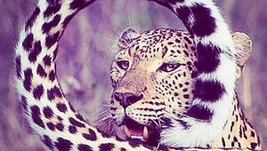 Happy holidays, she's masturbating those big tits!