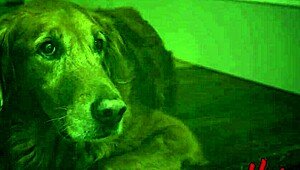 I tease my blonde lover relentlessly