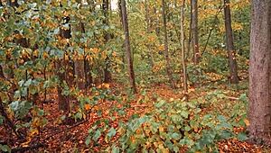 two blowjob days with dynify, rough and sensual