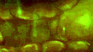 Zonk punch cummies cream pies and pulsating cocks compilation 😏