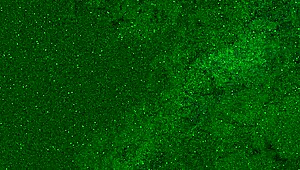 What a tease! This little 18+ girl's wet pussy gets clothes ripped off in hot striptease.