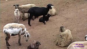 teenager mora with big tits loves anal sex, but hates the pain