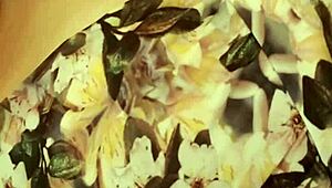 novinha gemendo gostoso - parte 1 with homemade masturbation and cum