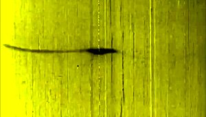 Vintage erotic illustration with classic sensual charm