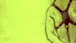 Vintage erotic illustration with classic sensual charm