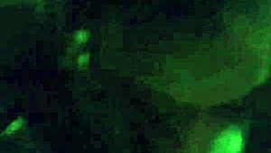 Slut Wife Cheats On Boyfriend With Old Cuckold Husband Watching