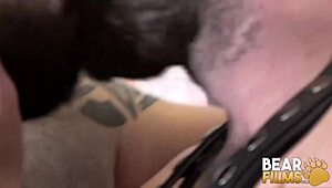 Bearfilms Gay Bears Max Horss and John Lock Breed Hardcore Now!