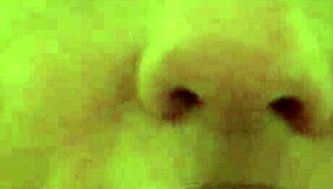 Mature white trash sucks small black cock eagerly