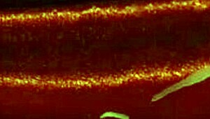 Sexy Devil Puts Hot Wax On Her Big Clit And Nipples