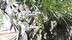 hot suck and fuck in the 420 patch