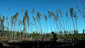 Hey, check out this naked girl masturbating in the forest! 😍