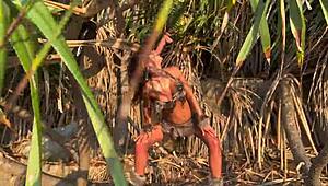 Wild Monika Fox craves anal and double toy penetration