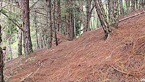 i fuck my stepsister and a stranger in the forest real quick