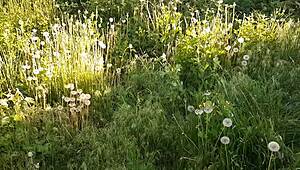 we masturbate with neighbor on street and cum together - lesbian illusion