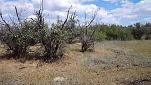 Savannah Vixen Hints at Mature Outdoor Escapades