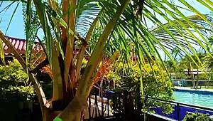  venezuelan slut loves outdoor fucking at medellín camp with cuckold husband.