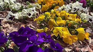 Η Sakura Χαλαρώνει Σε Θερμά Λουτρά Με Nacchi