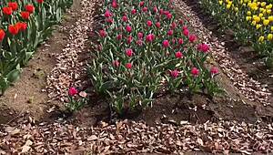 桜がなっちと温泉でリラックス