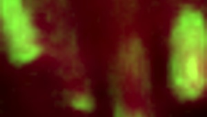 the beautiful yaira and her girlfriend spend the night at home with oral sex