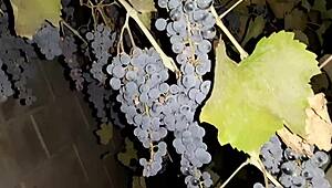 Neighbor thanks with cunnilingus for grapes