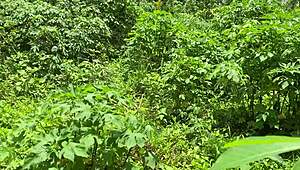 Ruce do prdele u blondýnky s sex hračkou