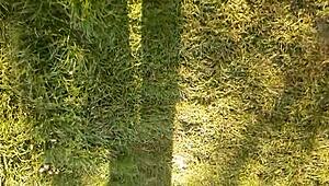 during lunch break village girl masturbates her pussy?