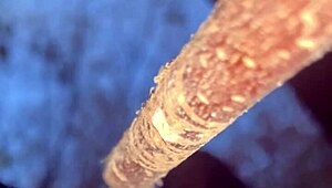 a man encounters a real witch and has passionate sex in the forest