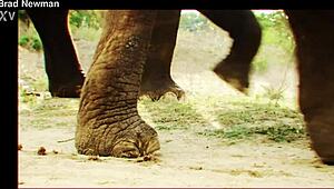 bradnewman - update 114 - s3xus luna star intro - may 03 2025