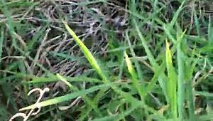 Teen Brunette's Wild Outdoor Encounter With Intense Blowjob And Fucking