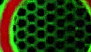 mature woman leilani lei engages in oral pleasure