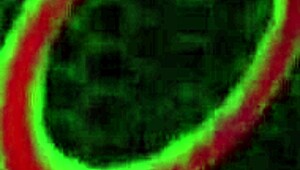 horny sara jay fucks that huge dildo milf gets that hole loose