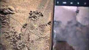 Sexo publico en la playa una desconocida me hace una mamada en la playa