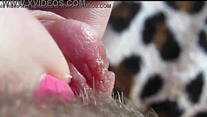 Amateur girl shows huge clit orgasm in close-up homemade video