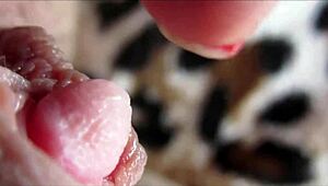 Amateur girl shows huge clit orgasm in close-up homemade video