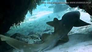 Super shark bikini girl on boat