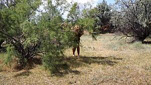 i'm so shy... this aboriginal cutie dances outdoor in costume