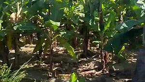 mi suegra's big ass craves my monster cock deep inside