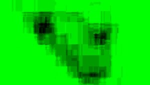 OLD WET PUSSY SOAKS LEGGINGS IN GOLDEN SHOWER PASSION